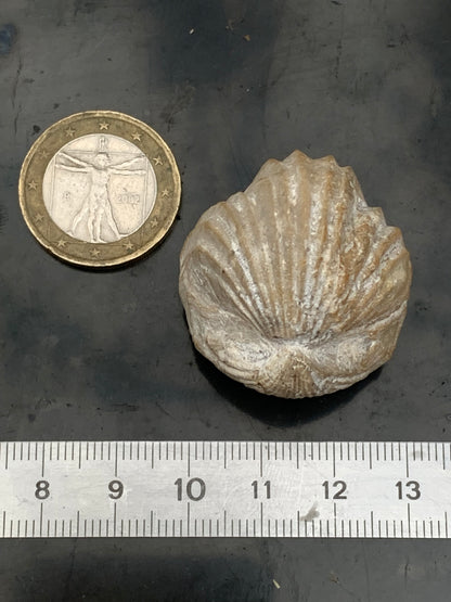 Coquillage bivalve fossile en calcaire de 34 x 31 x 31 millimètres / 31,7 grammes. Parfait pour décoration, collection ou exposition...