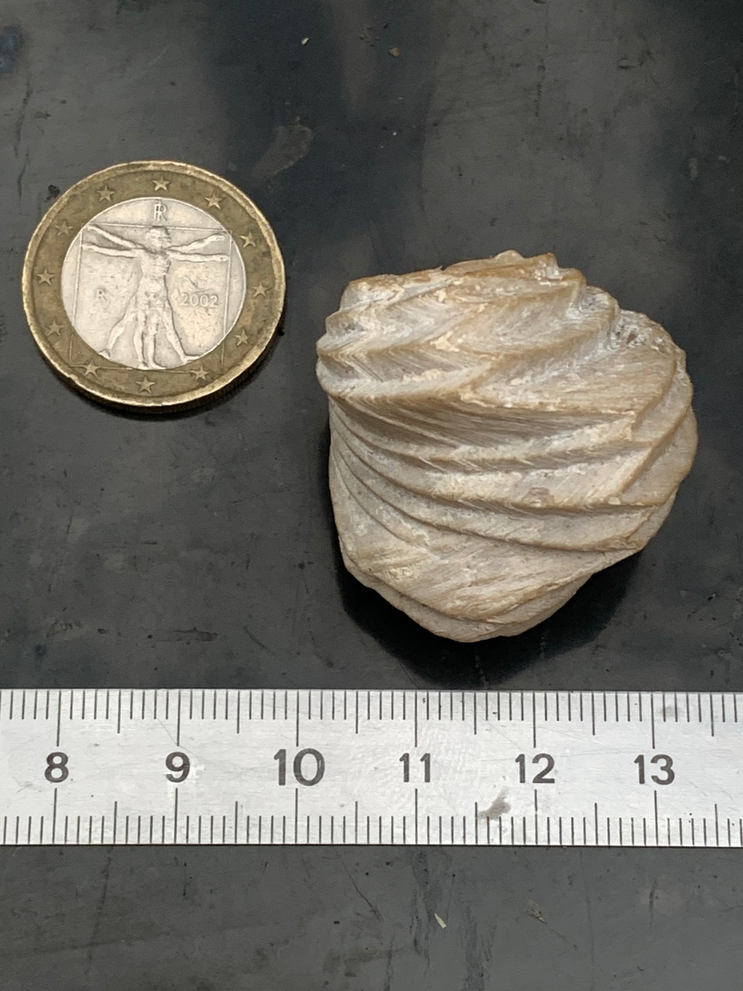 Coquillage bivalve fossile en calcaire de 34 x 31 x 31 millimètres / 31,7 grammes. Parfait pour décoration, collection ou exposition...