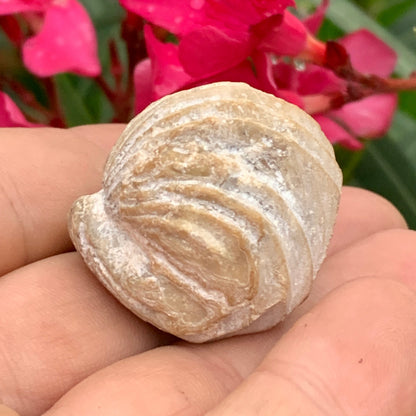 Coquillage bivalve fossile en calcaire de 34 x 31 x 31 millimètres / 31,7 grammes. Parfait pour décoration, collection ou exposition...