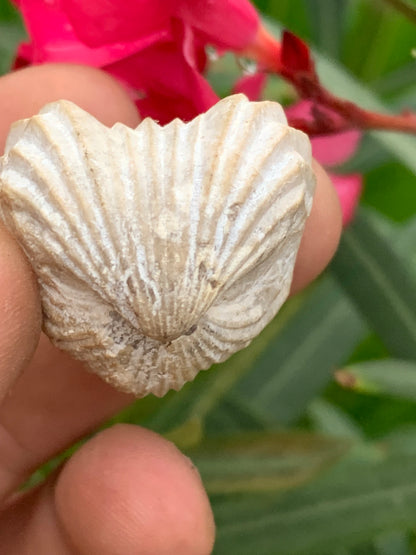Coquillage bivalve fossile en calcaire de 34 x 31 x 31 millimètres / 31,7 grammes. Parfait pour décoration, collection ou exposition...