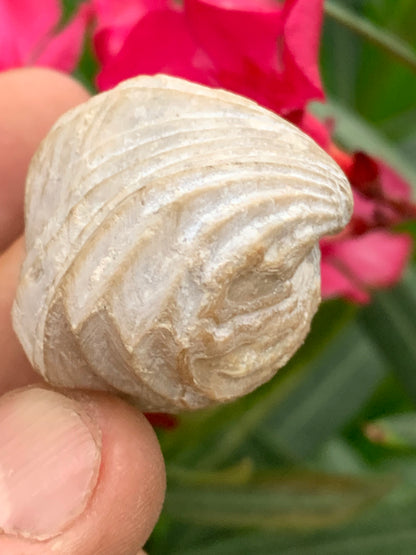 Coquillage bivalve fossile en calcaire de 34 x 31 x 31 millimètres / 31,7 grammes. Parfait pour décoration, collection ou exposition...