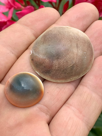 Coquillage, Oeil de Sainte Lucie, de 38mm x34 x14 et 22 x20 x8 / 19,8 et 4,3 grammes. Parfait pour bijouterie, décoration, collection ou exposition...