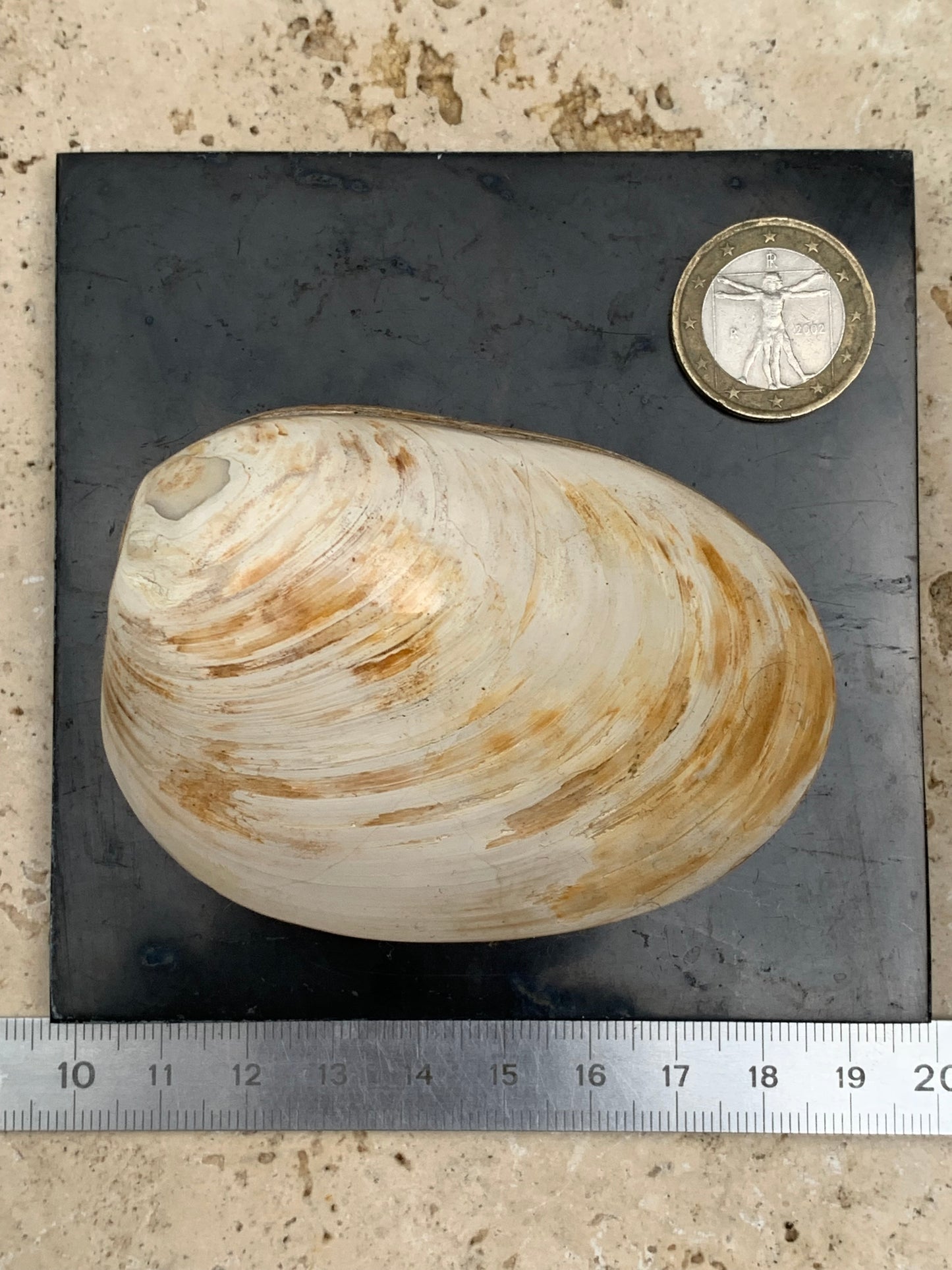 Coquillage bivalve, palourde fossile en calcaire, de 80 x 57 x 36 millimètres / 197 grammes. Parfait pour décoration, collection ou exposition...