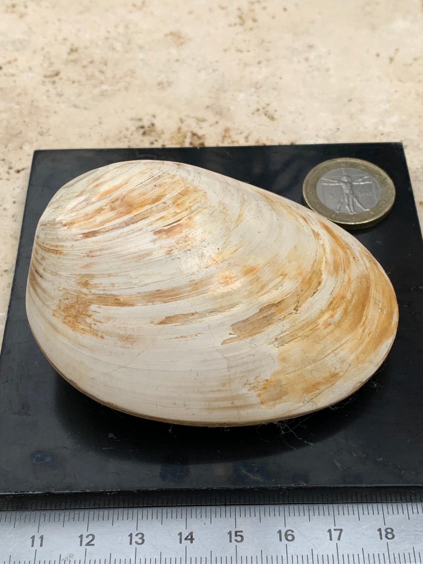 Coquillage bivalve, palourde fossile en calcaire, de 80 x 57 x 36 millimètres / 197 grammes. Parfait pour décoration, collection ou exposition...