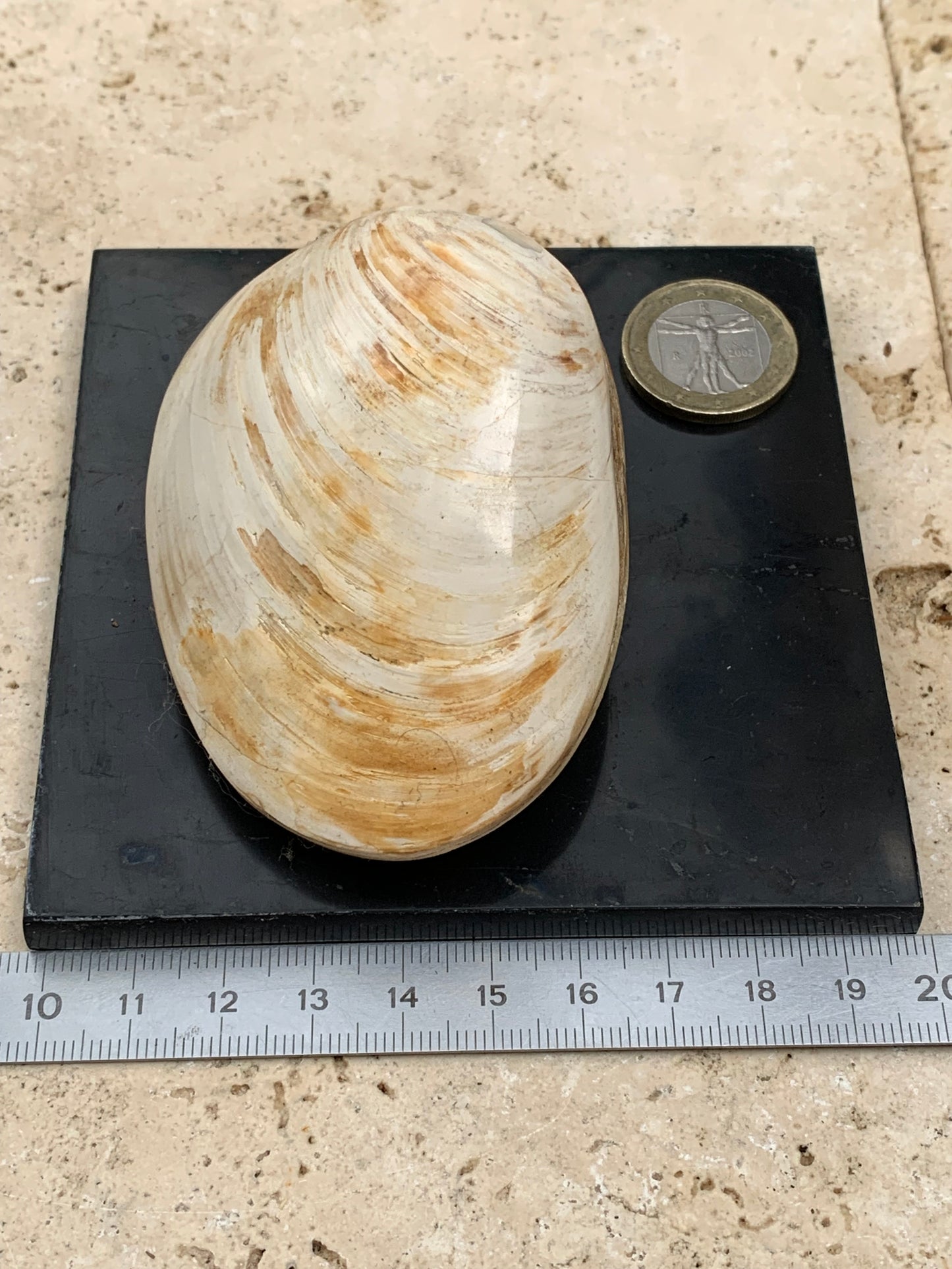 Coquillage bivalve, palourde fossile en calcaire, de 80 x 57 x 36 millimètres / 197 grammes. Parfait pour décoration, collection ou exposition...