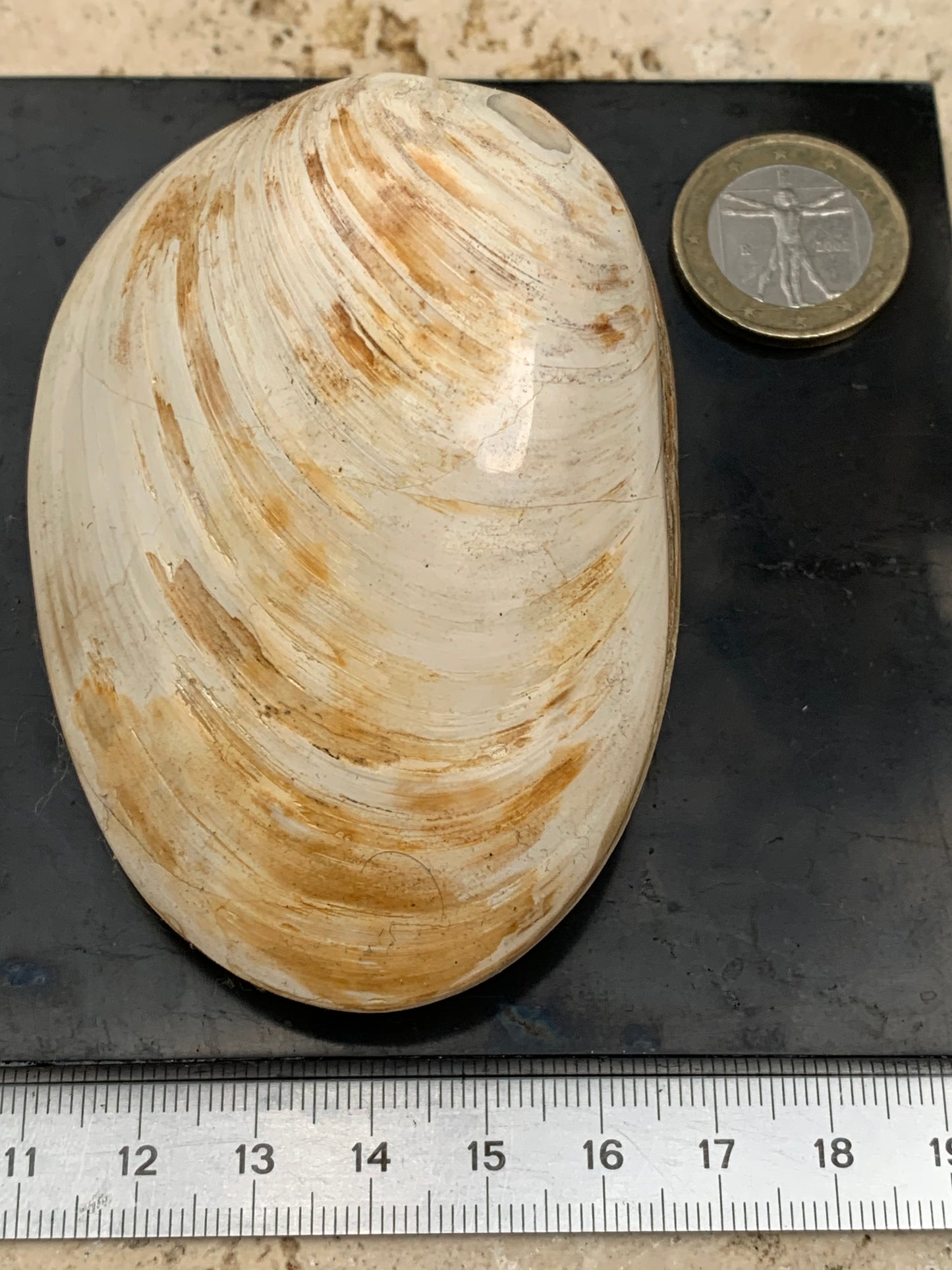 Coquillage bivalve, palourde fossile en calcaire, de 80 x 57 x 36 millimètres / 197 grammes. Parfait pour décoration, collection ou exposition...