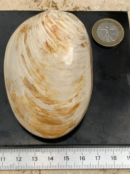 Coquillage bivalve, palourde fossile en calcaire, de 80 x 57 x 36 millimètres / 197 grammes. Parfait pour décoration, collection ou exposition...