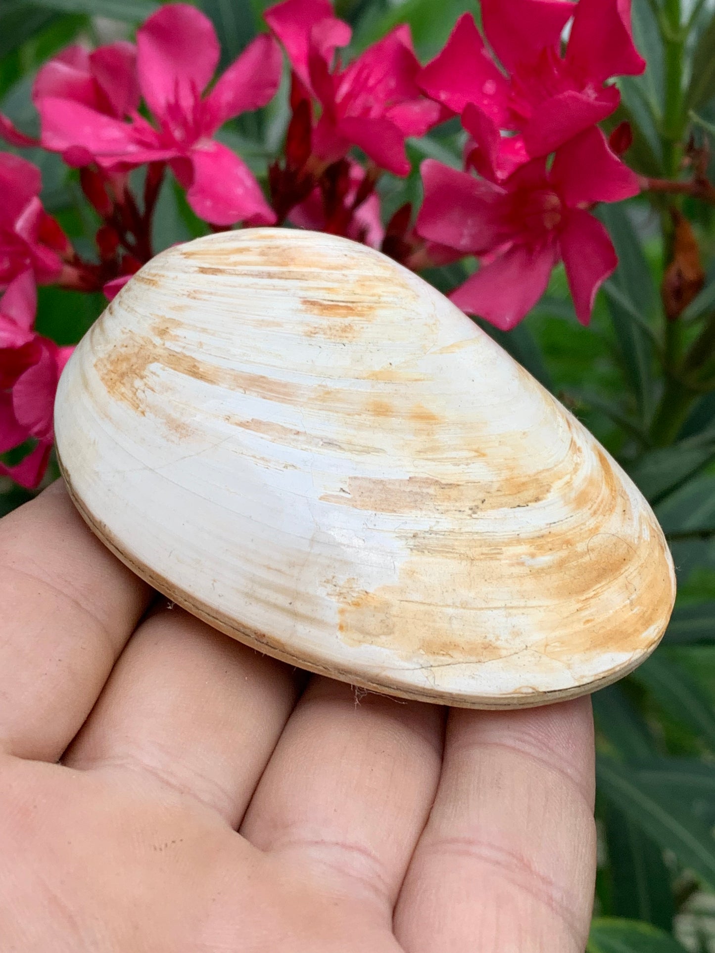 Coquillage bivalve, palourde fossile en calcaire, de 80 x 57 x 36 millimètres / 197 grammes. Parfait pour décoration, collection ou exposition...