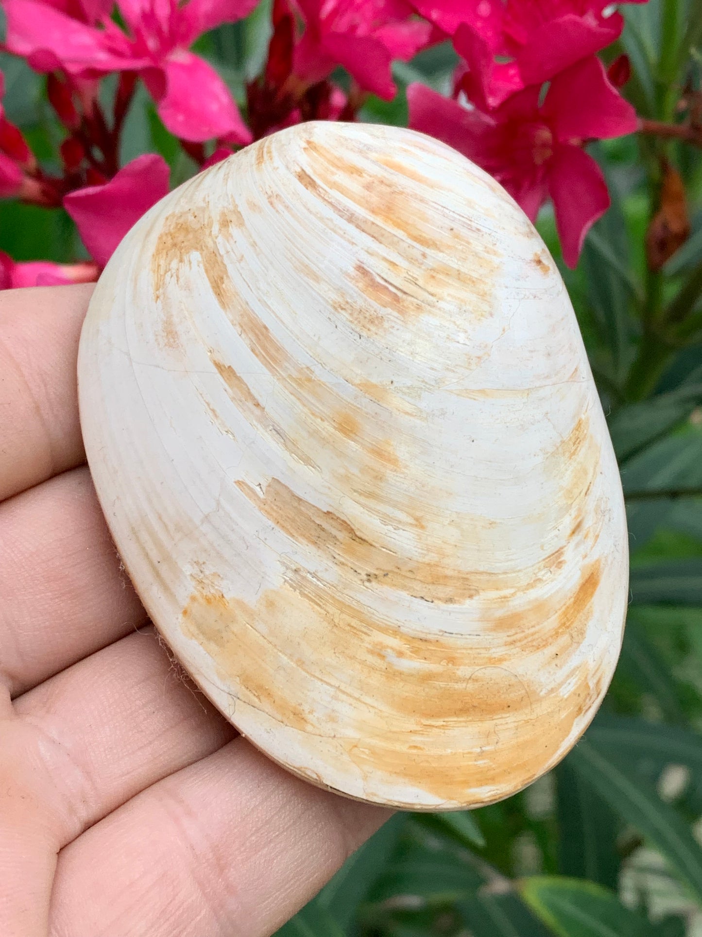 Coquillage bivalve, palourde fossile en calcaire, de 80 x 57 x 36 millimètres / 197 grammes. Parfait pour décoration, collection ou exposition...