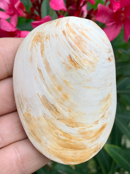 Coquillage bivalve, palourde fossile en calcaire, de 80 x 57 x 36 millimètres / 197 grammes. Parfait pour décoration, collection ou exposition...