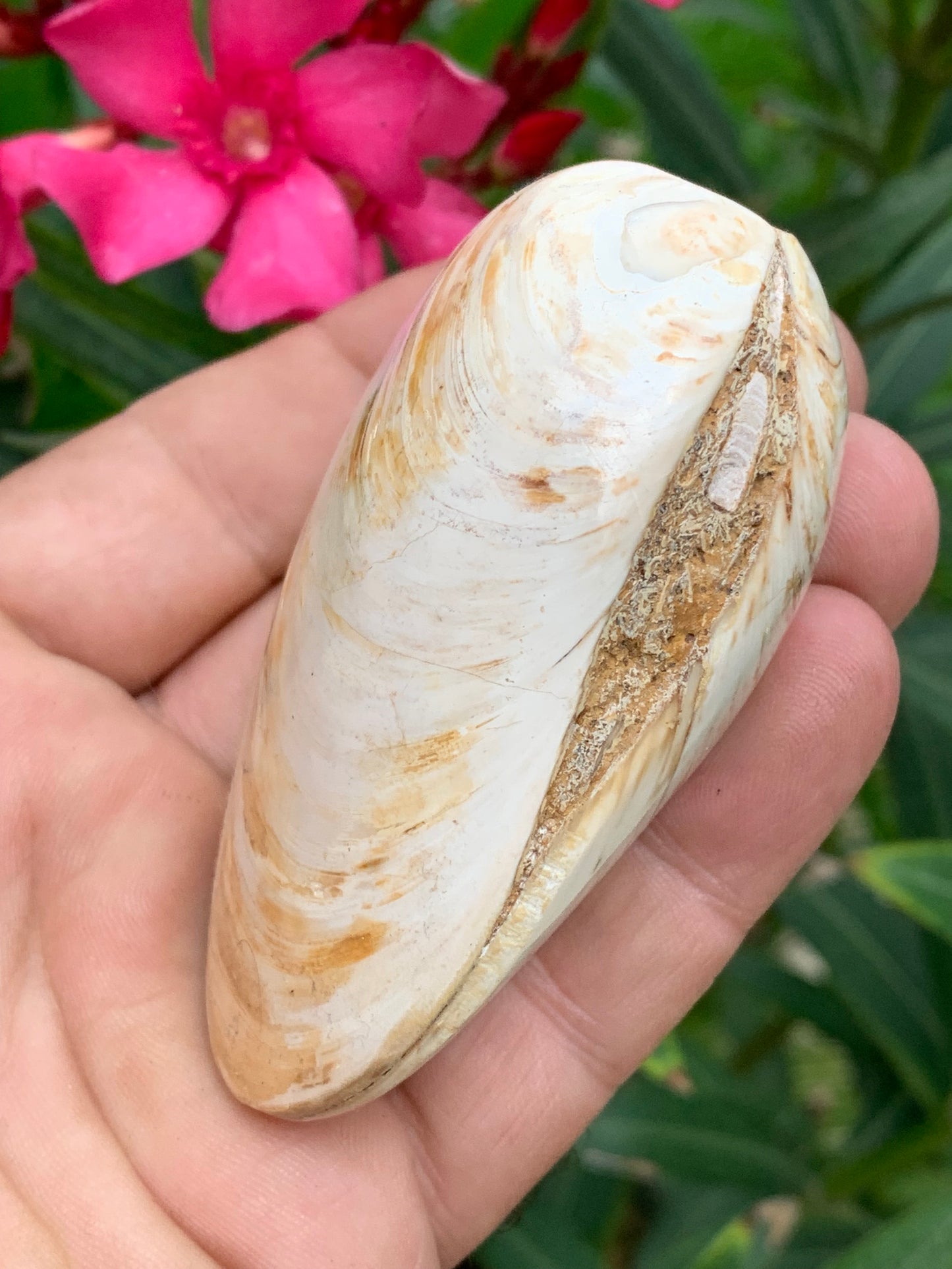 Coquillage bivalve, palourde fossile en calcaire, de 80 x 57 x 36 millimètres / 197 grammes. Parfait pour décoration, collection ou exposition...