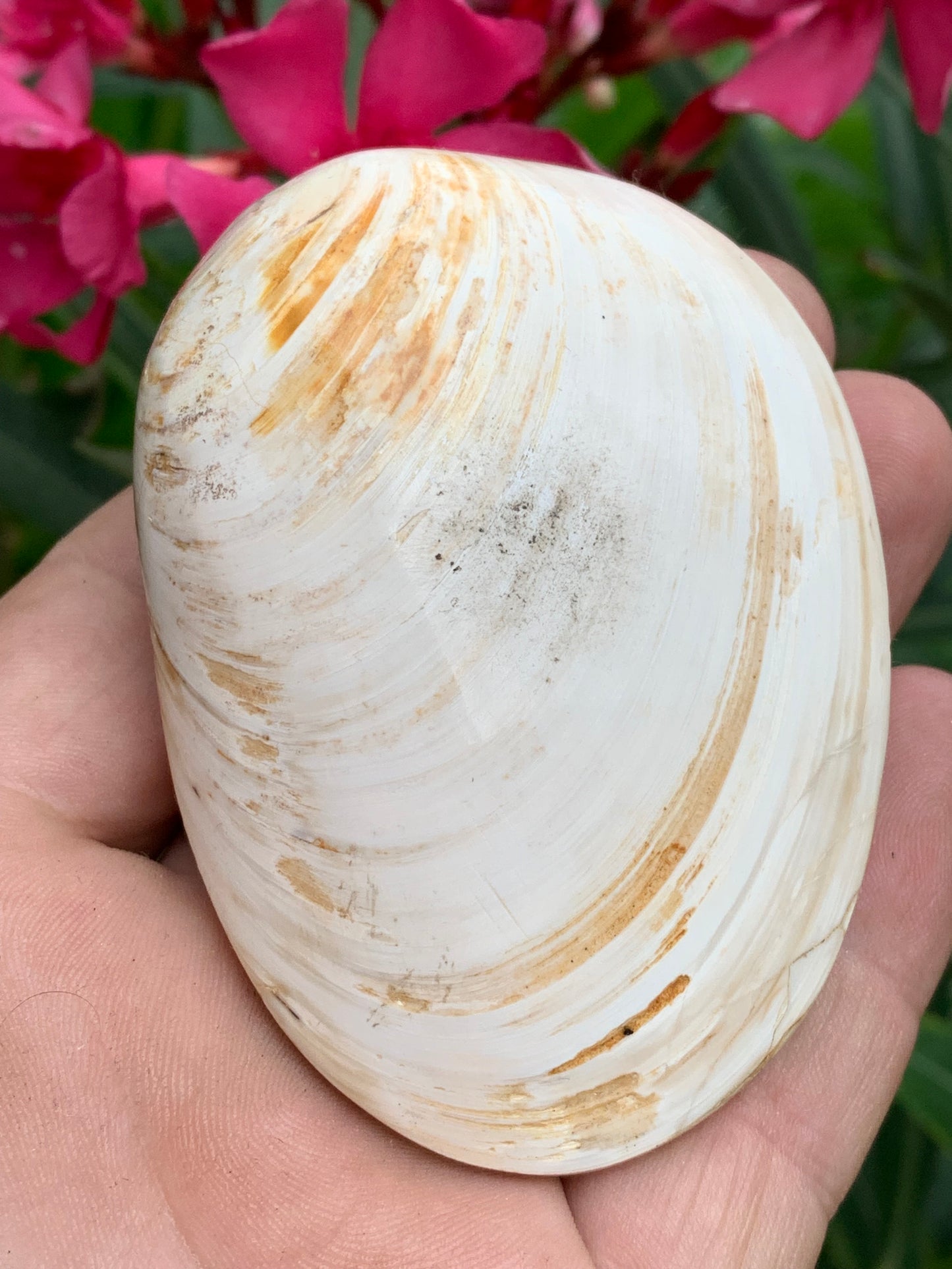 Coquillage bivalve, palourde fossile en calcaire, de 80 x 57 x 36 millimètres / 197 grammes. Parfait pour décoration, collection ou exposition...