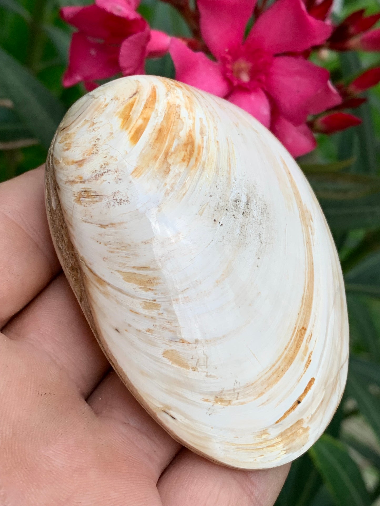 Coquillage bivalve, palourde fossile en calcaire, de 80 x 57 x 36 millimètres / 197 grammes. Parfait pour décoration, collection ou exposition...