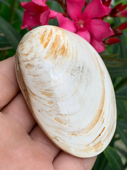 Coquillage bivalve, palourde fossile en calcaire, de 80 x 57 x 36 millimètres / 197 grammes. Parfait pour décoration, collection ou exposition...