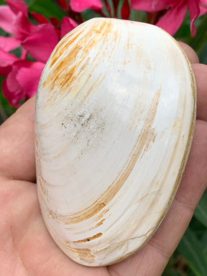 Coquillage bivalve, palourde fossile en calcaire, de 80 x 57 x 36 millimètres / 197 grammes. Parfait pour décoration, collection ou exposition...