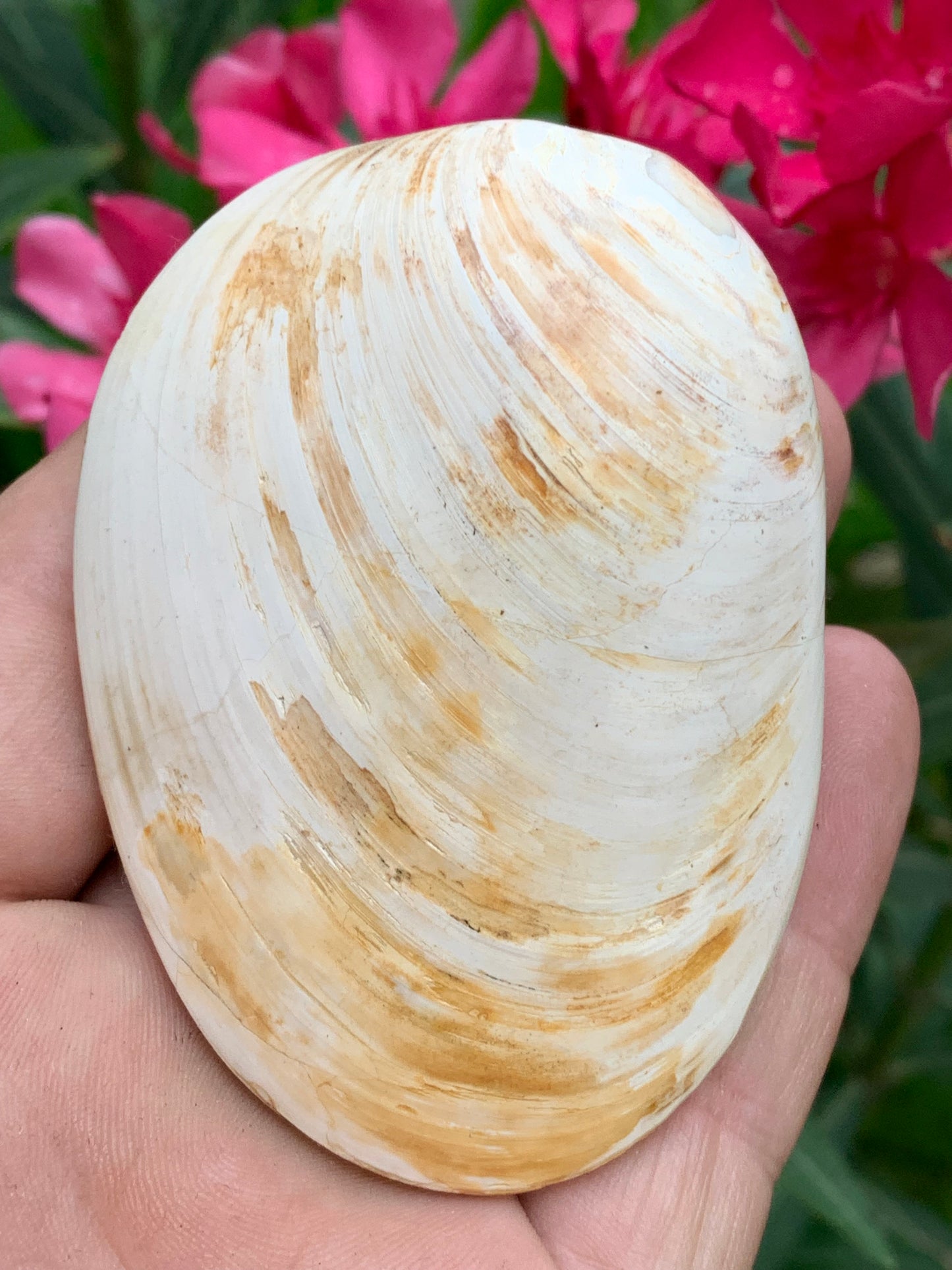 Coquillage bivalve, palourde fossile en calcaire, de 80 x 57 x 36 millimètres / 197 grammes. Parfait pour décoration, collection ou exposition...