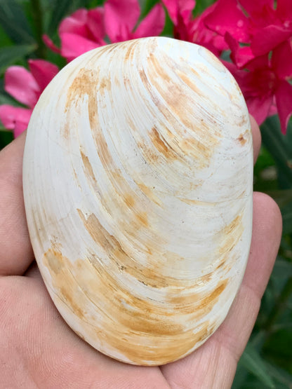 Coquillage bivalve, palourde fossile en calcaire, de 80 x 57 x 36 millimètres / 197 grammes. Parfait pour décoration, collection ou exposition...