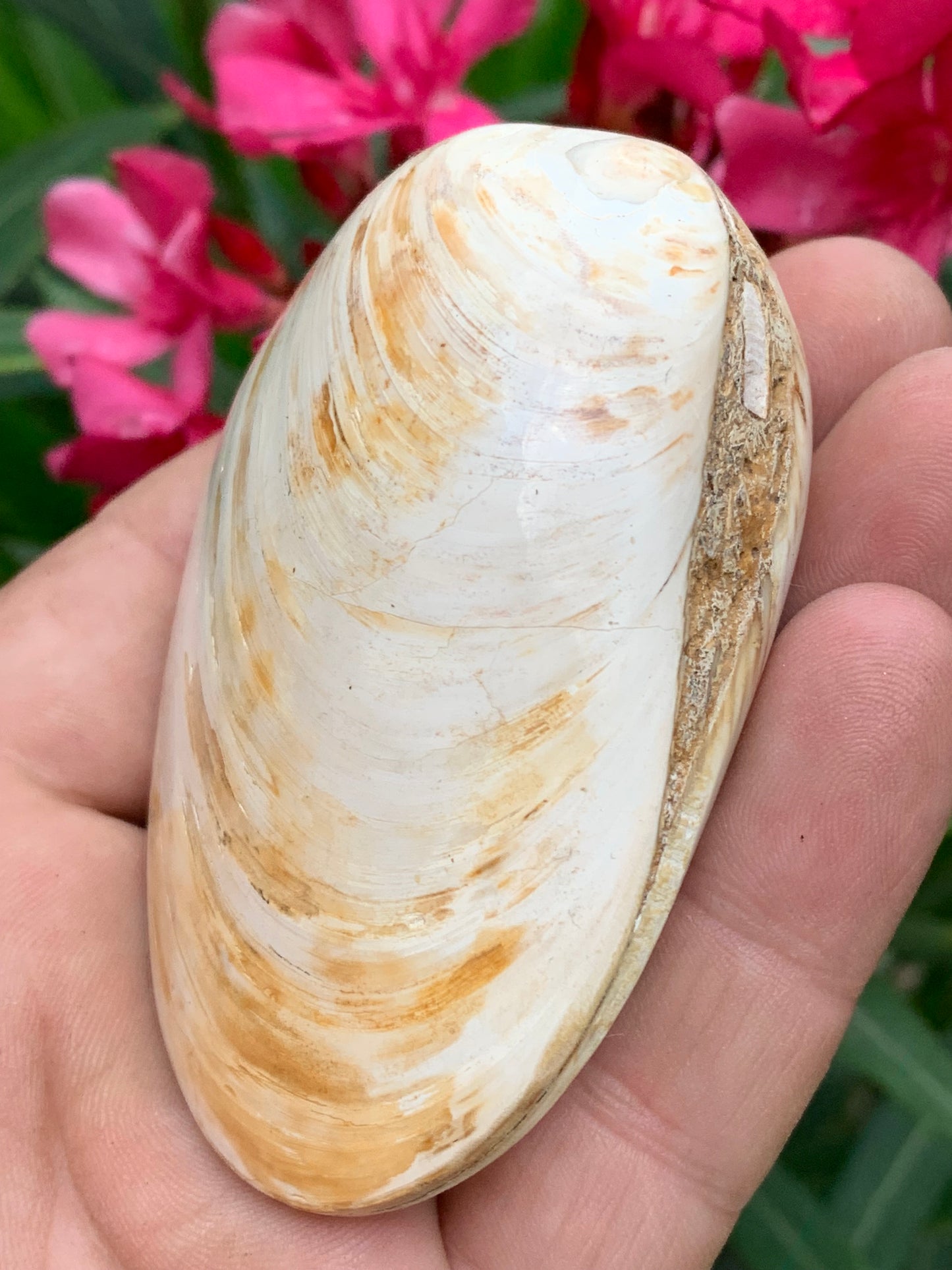 Coquillage bivalve, palourde fossile en calcaire, de 80 x 57 x 36 millimètres / 197 grammes. Parfait pour décoration, collection ou exposition...