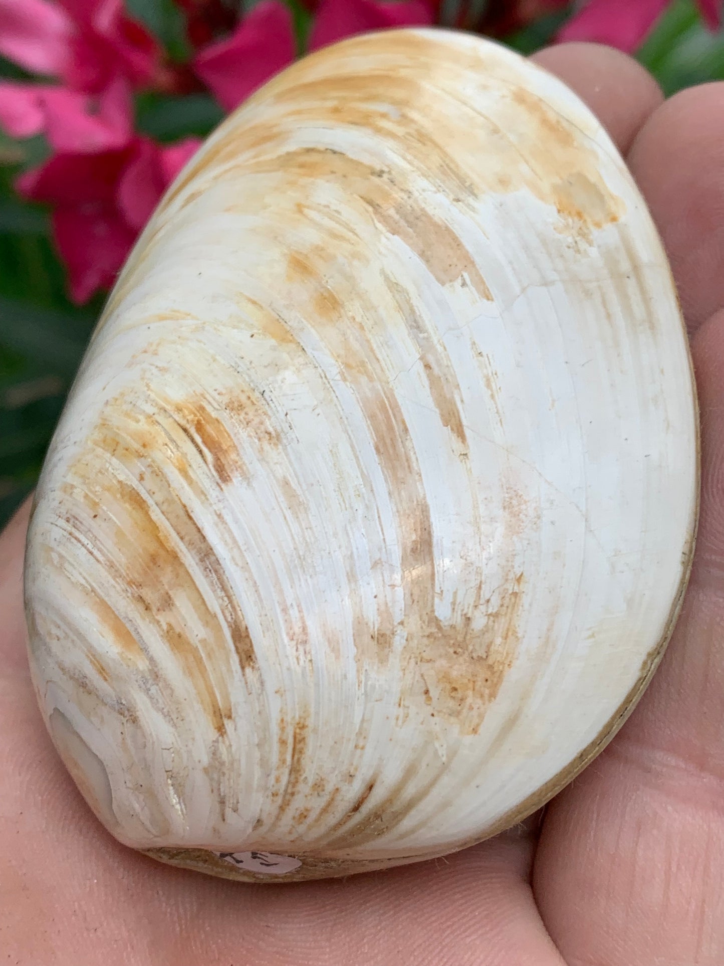 Coquillage bivalve, palourde fossile en calcaire, de 80 x 57 x 36 millimètres / 197 grammes. Parfait pour décoration, collection ou exposition...