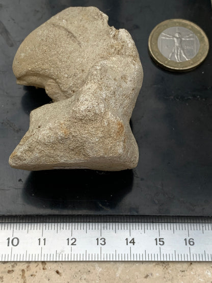 Dent fossile en calcaire, de 58mm x47 x36 / 85,9 grammes. Parfait pour étude, collection ou exposition..