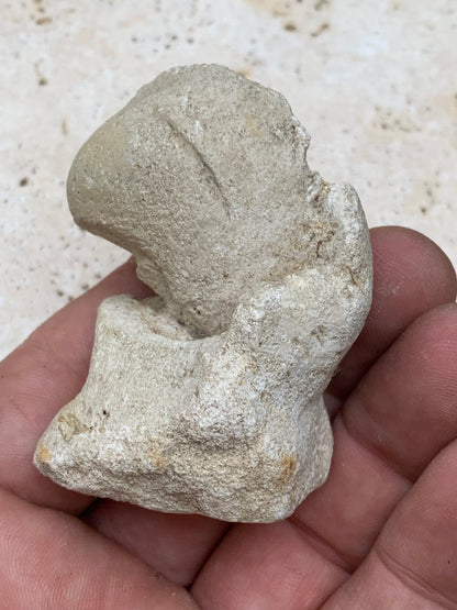 Dent fossile en calcaire, de 58mm x47 x36 / 85,9 grammes. Parfait pour étude, collection ou exposition..