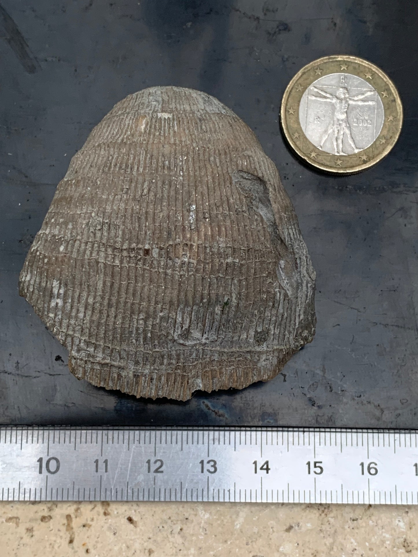 Corail rugueux fossile, de 60mm x50 x30 / 85,6 grammes. Parfait pour étude, collection ou exposition...