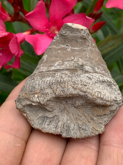 Corail rugueux fossile, de 60mm x50 x30 / 85,6 grammes. Parfait pour étude, collection ou exposition...