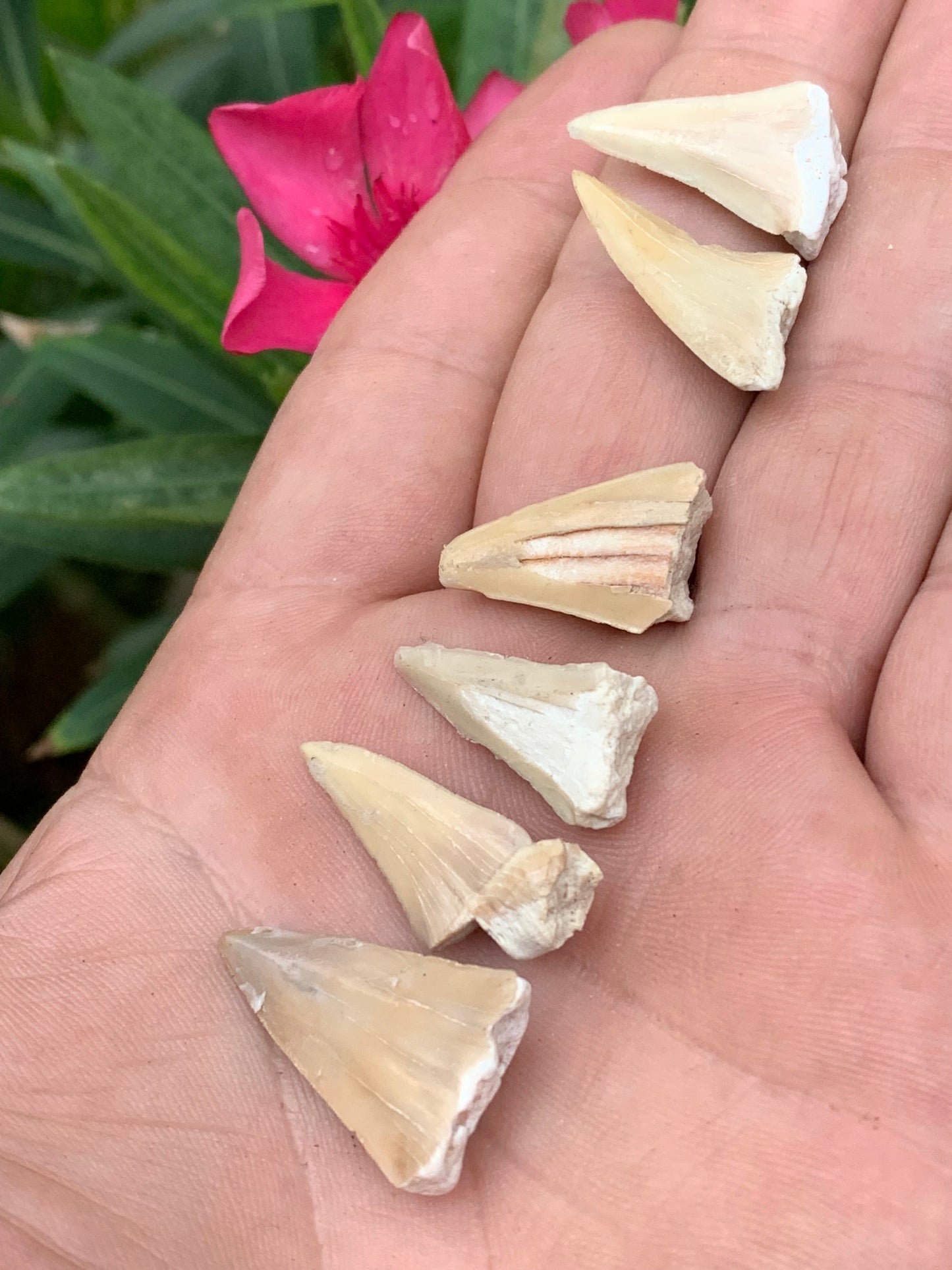 Dent fossile de requin, 'Odontaspissud, Lamnaserata' (Maroc), 6 pièces au choix de 27mm x14 x6 environ / 2 grammes environ. Parfait pour étude, collection ou exposition...