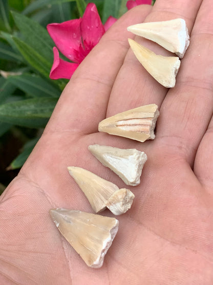 Dent fossile de requin, 'Odontaspissud, Lamnaserata' (Maroc), 6 pièces au choix de 27mm x14 x6 environ / 2 grammes environ. Parfait pour étude, collection ou exposition...