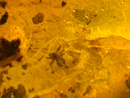 Ambre, galet avec inclusion d'une araignée, 40mm x20 x 10 - 4,1 grames. Superbe pièce pour bijouterie ou collection !