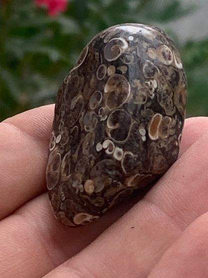 Agate turitelle/ fossile, de 50mm de hauteur x 27 de largeur x 25 d'épaisseur - 37,5 grammes. Magnifique pierre roulée faîte de fossiles !