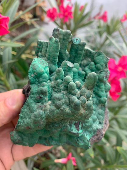 Malachite, superbe spécimen de taille XL de 723 grammes - 105mm x 100 x 75. Parfait pour une collection, exposition ou la bijouterie !