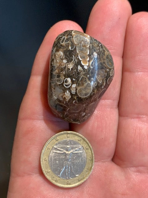 Agate Turritelle ou Agate Fossile - 40 x 26 x 20 mm - 30,2 gr.