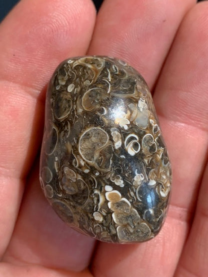 Agate Turritelle ou Agate Fossile - 40 x 26 x 20 mm - 30,2 gr.
