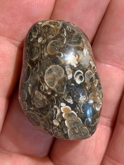 Agate Turritelle ou Agate Fossile - 40 x 26 x 20 mm - 30,2 gr.