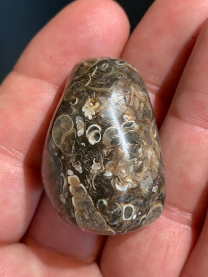 Agate Turritelle ou Agate Fossile - 40 x 26 x 20 mm - 30,2 gr.