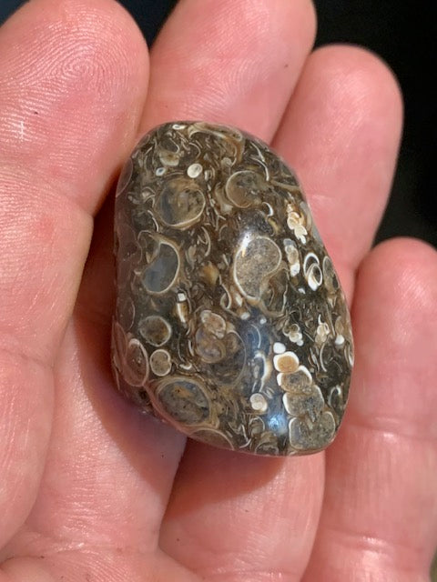 Agate Turritelle ou Agate Fossile - 40 x 26 x 20 mm - 30,2 gr.