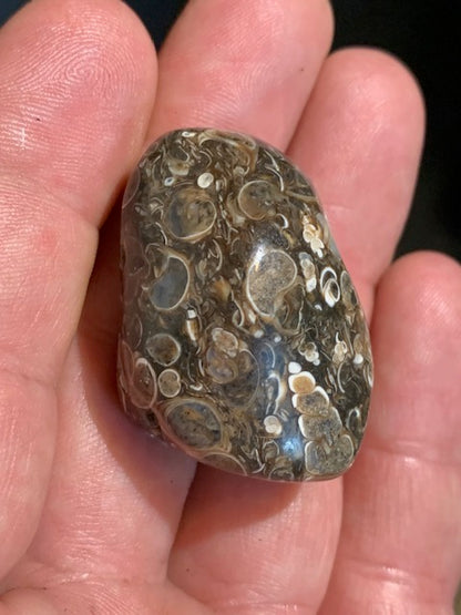 Agate Turritelle ou Agate Fossile - 40 x 26 x 20 mm - 30,2 gr.