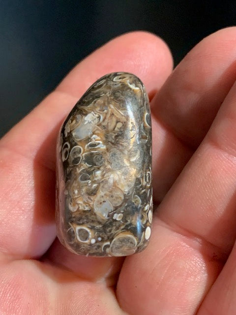 Agate Turritelle ou Agate Fossile - 40 x 26 x 20 mm - 30,2 gr.