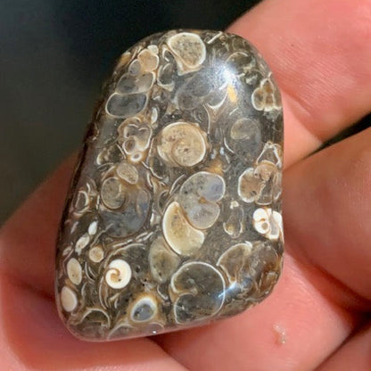 Agate Turritelle ou Agate Fossile - 40 x 26 x 20 mm - 30,2 gr.