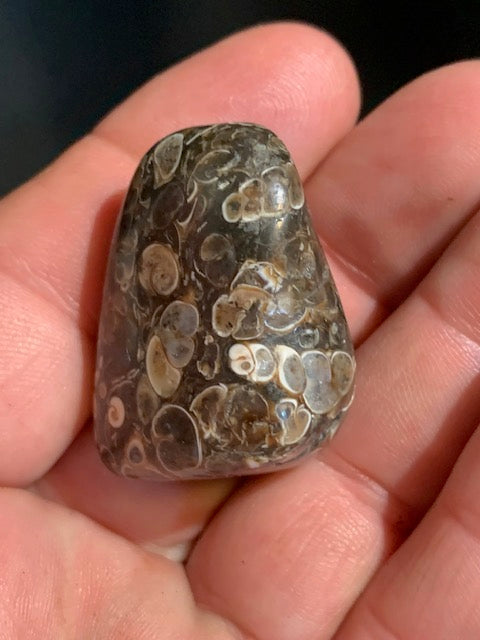 Agate Turritelle ou Agate Fossile - 40 x 26 x 20 mm - 30,2 gr.