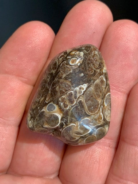 Agate Turritelle ou Agate Fossile - Pierre roulée - 37 x 30 x 18 mm / 24,2 gr.