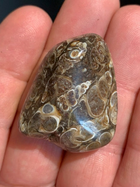 Agate Turritelle ou Agate Fossile - Pierre roulée - 37 x 30 x 18 mm / 24,2 gr.