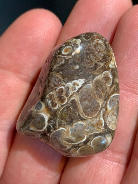 Agate Turritelle ou Agate Fossile - Pierre roulée - 37 x 30 x 18 mm / 24,2 gr.