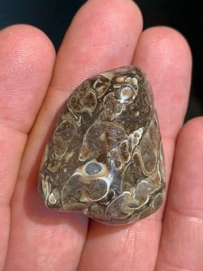 Agate Turritelle ou Agate Fossile - Pierre roulée - 37 x 30 x 18 mm / 24,2 gr.