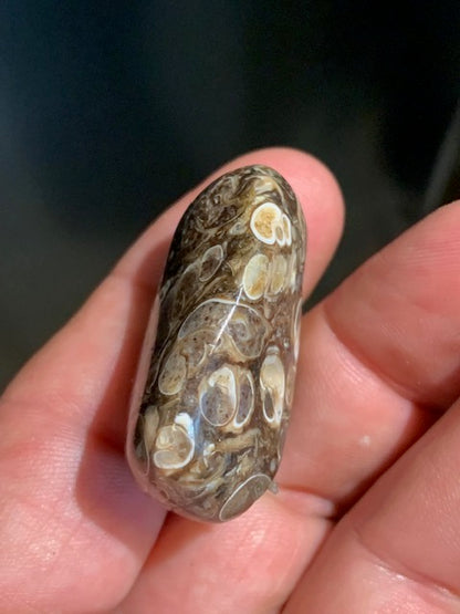 Agate Turritelle ou Agate Fossile - Pierre roulée - 37 x 30 x 18 mm / 24,2 gr.