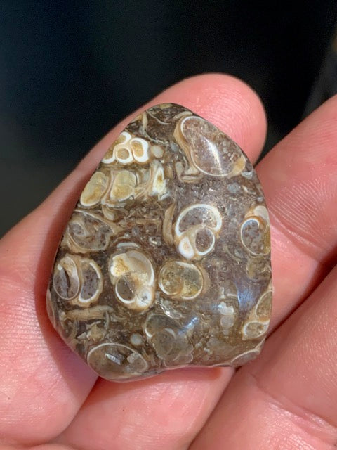 Agate Turritelle ou Agate Fossile - Pierre roulée - 37 x 30 x 18 mm / 24,2 gr.