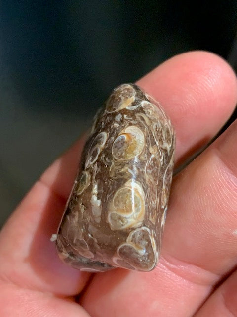 Agate Turritelle ou Agate Fossile - Pierre roulée - 37 x 30 x 18 mm / 24,2 gr.