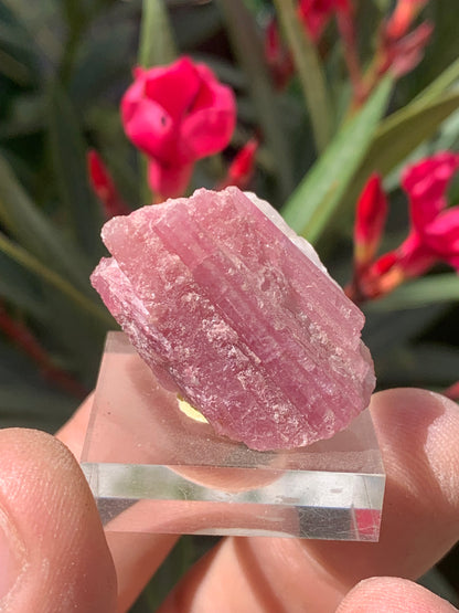Tourmaline Rubellite, spécimen naturel de 33 x 22 x 20 mm - 17 grammes. Belle petite pièce !