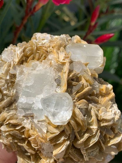 Aigue-marine avec Muscovite, superbe pièce de 82x70x51mm - 311,3 grammes, 2 magnifiques cristaux sur gangue !